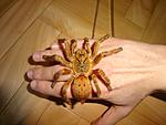 Pterinochilus murinus RCF  ♀