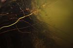 underwater, lake Houralnya, Vinnytsia, Ukraine