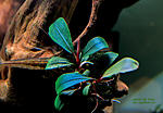 Bucephalandra sp. Copi Susu