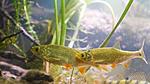   . Scardinius erythrophthalmus