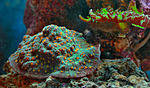 Micedium mama 6