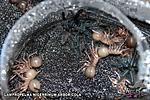 Lampropelma nigerrimum arboricola (Ex. Lampropelma sp. Borneo Black)