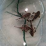 IMG 20171217 092744