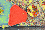 Montipora Cap 2
