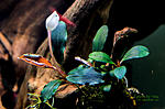 Bucephalandra sp. Brownie Jande