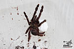   Tapinauchenius violaceus