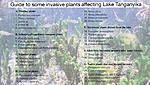 tanganyika plant list