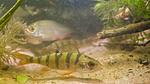     Perca fluviatilis