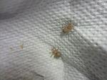  2  Pterinochilus murinus RCF