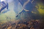 underwater, lake Houralnya, Vinnytsia, Ukraine