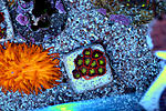 Zoa 7