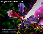 Helena Dark