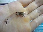 Psalmopoeus cambridgei L1