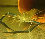 Macrobrachium rosenbergii,
