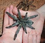 Psalmopoeus cambridgei ♀