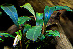 Bucephalandra sp. Alamanda v1 blue