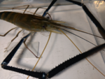 Macrobrachium rosenbergii,  ,   