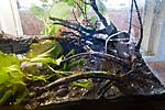 driftwood
