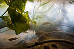 biotope aqua