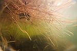 underwater, lake Houralnya, Vinnytsia, Ukraine
