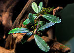 Bucephalandra sp.Rainbow Centipede