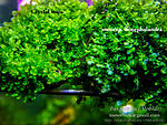 DSCF6161