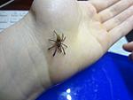 Pterinochilus murinus RCF L1