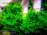 DSCF6121