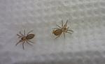  2  Tapinauchenius violaceus