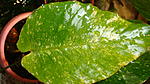 DSC04989