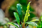 Bucephalandra sp. Godzila Green mini