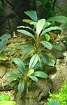 Bucephalandra sp. Kapuas Hulu