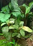 Bucephalandra sp. Brownie Pixy