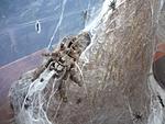 Ceratogyrus darlingi    