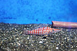 Oxycirrhites typus