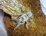 Ceratogyrus darlingi (adult) ♀