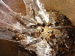 Ceratogyrus darlingi (adult) ♂