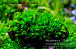 splachnobryoides
