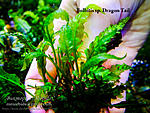 Bolbitis sp. Dragon Tail1