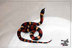  L. t. campbelli x L. t. sinaloae, 