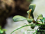 Bucephalandra sp. Brownie Amanda
