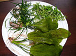 P1160692 1