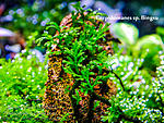 DSCF6278