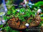 DSCF6279
