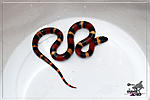 L. t. campbelli x L. t. sinaloae, 