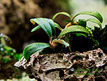 Bucephalandra sp. Gianmara