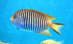 Genicanthus melanospilus