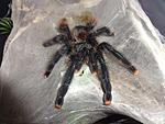  Avicularia braunshauseni (adult) ♀