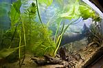 Houralnya lake biotope aquarium