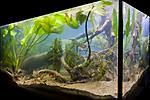 Houralnya lake biotope aquarium